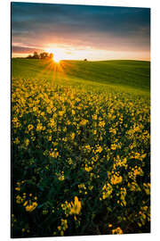 Cuadro de aluminio Rapeseed field in the sunset