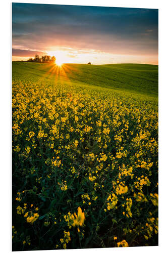 Foam board print Rapeseed field in the sunset