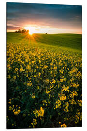 Gallery print Rapeseed field in the sunset