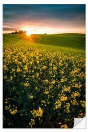 Sisustustarra Rapeseed field in the sunset