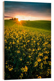 Quadro de madeira Rapeseed field in the sunset