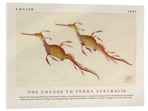 Akrylbilde Watercolour Seahorses (The Voyage to Terra Australis)