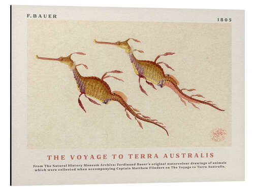 Alubild Watercolour Seahorses (The Voyage to Terra Australis)