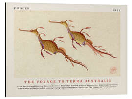 Alubild Watercolour Seahorses (The Voyage to Terra Australis)