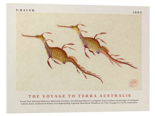 Foam board print Watercolour Seahorses (The Voyage to Terra Australis)