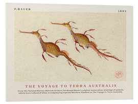 Foam board print Watercolour Seahorses (The Voyage to Terra Australis)