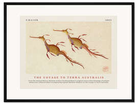 Gerahmter Kunstdruck Watercolour Seahorses (The Voyage to Terra Australis)