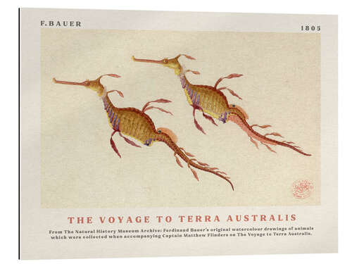 Gallery print Watercolour Seahorses (The Voyage to Terra Australis)