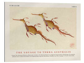 Gallery print Watercolour Seahorses (The Voyage to Terra Australis)