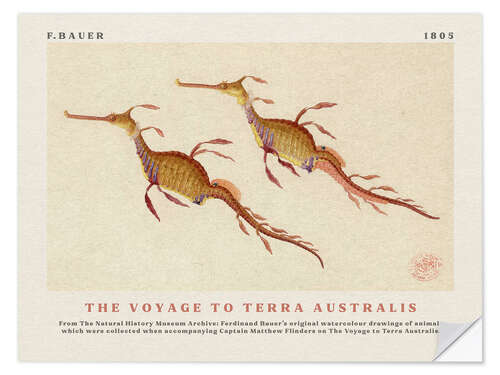 Sticker mural Watercolour Seahorses (The Voyage to Terra Australis)