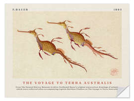 Sticker mural Watercolour Seahorses (The Voyage to Terra Australis)