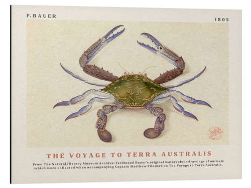 Aluminiumsbilde Watercolour Crab (The Voyage to Terra Australis)