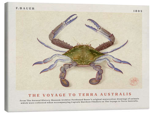 Tableau sur toile Watercolour Crab (The Voyage to Terra Australis)