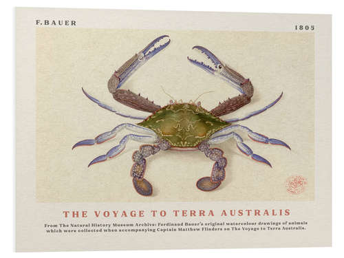 PVC-taulu Watercolour Crab (The Voyage to Terra Australis)