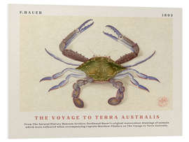 Hartschaumbild Watercolour Crab (The Voyage to Terra Australis)