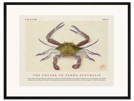Gerahmter Kunstdruck Watercolour Crab (The Voyage to Terra Australis)