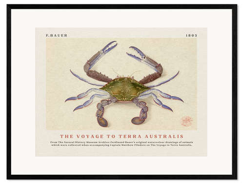 Ingelijste kunstdruk Watercolour Crab (The Voyage to Terra Australis)