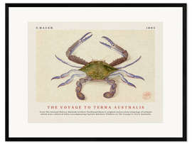 Ingelijste kunstdruk Watercolour Crab (The Voyage to Terra Australis)