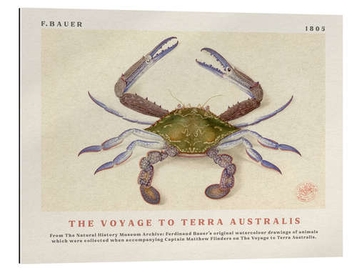 Galleritryk Watercolour Crab (The Voyage to Terra Australis)