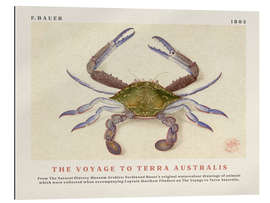 Galleritryk Watercolour Crab (The Voyage to Terra Australis)