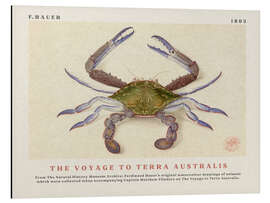 Magnettafel Watercolour Crab (The Voyage to Terra Australis)