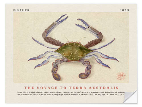 Sticker mural Watercolour Crab (The Voyage to Terra Australis)