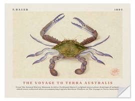 Sticker mural Watercolour Crab (The Voyage to Terra Australis)