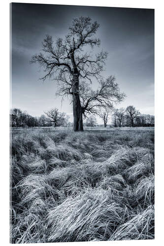 Acrylic print Oak