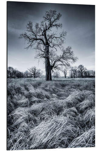 Aluminium print Oak