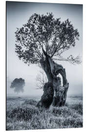 Aluminiumtavla Willow tree