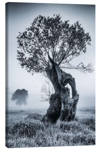 Canvas print Willow tree