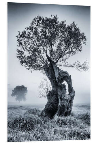 Galleriprint Willow tree