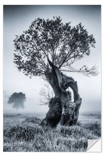 Selvklebende plakat Willow tree