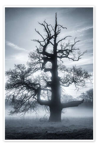 Plakat Oak in the fog