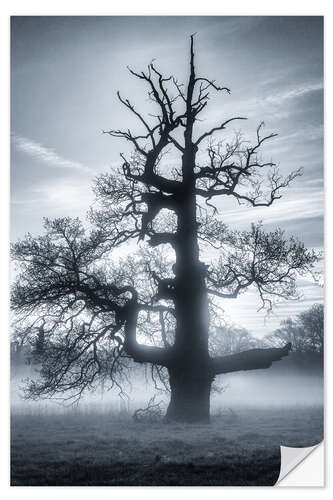 Sisustustarra Oak in the fog