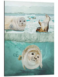 Alubild Arktische Expedition - Ángeles M. Pomata