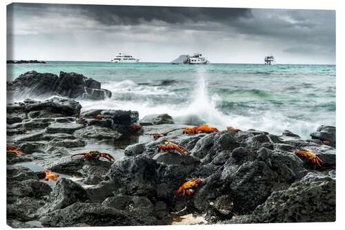 Canvas print Red rock crabs on the beach at Las Bachas Beach, Galapagos