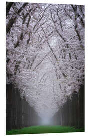 PVC print Cherry blossom lane