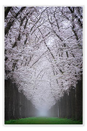 Poster Cherry blossom lane