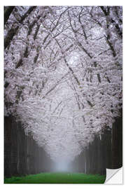 Selvklæbende plakat Cherry blossom lane
