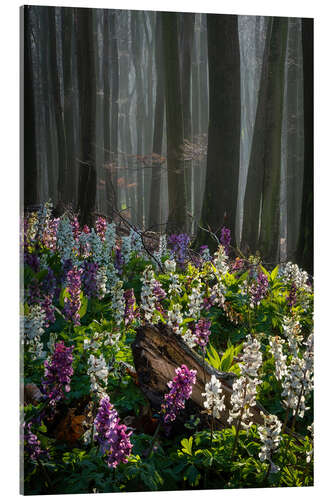 Acrylic print The flower forest