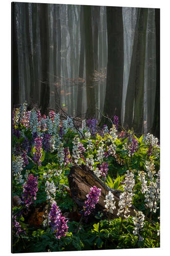 Aluminium print The flower forest