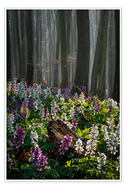 Poster The flower forest