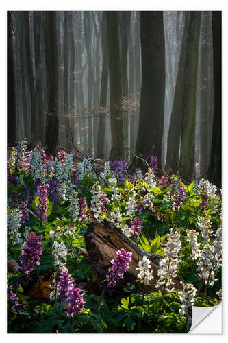 Selvklebende plakat The flower forest