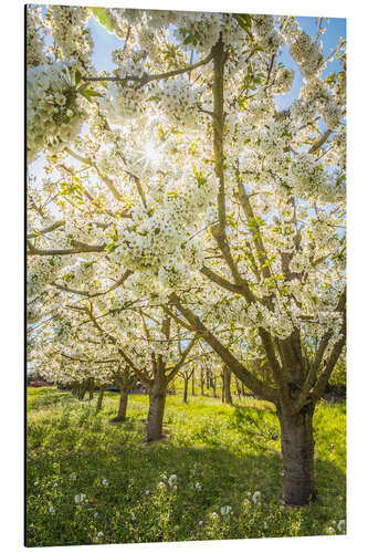 Aluminium print Blossoming cherry trees in spring