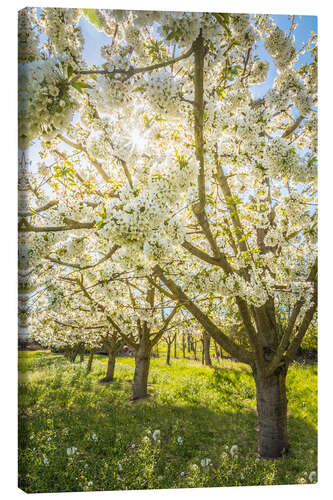 Obraz na płótnie Blossoming cherry trees in spring