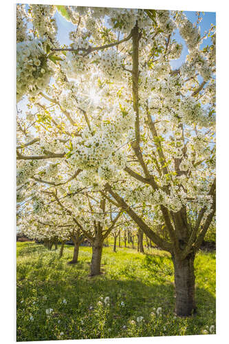 Stampa su PVC Blossoming cherry trees in spring