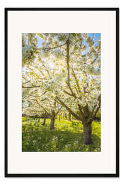 Gerahmter Kunstdruck Blühende Kirschbäume im Frühling