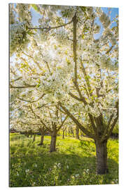 Tableau en plexi-alu Blossoming cherry trees in spring