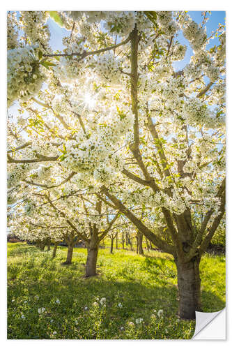 Wandsticker Blühende Kirschbäume im Frühling